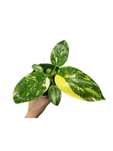 Philodendron Green Congo Variegata
